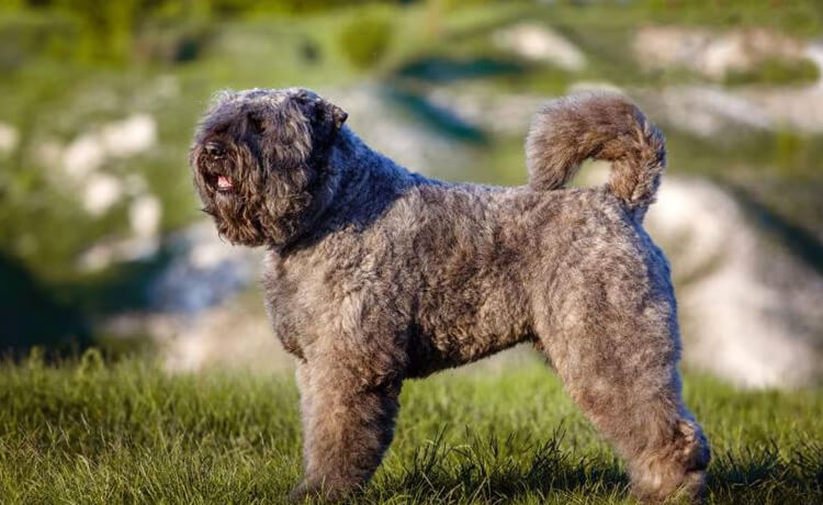 Bouvier des Flandres